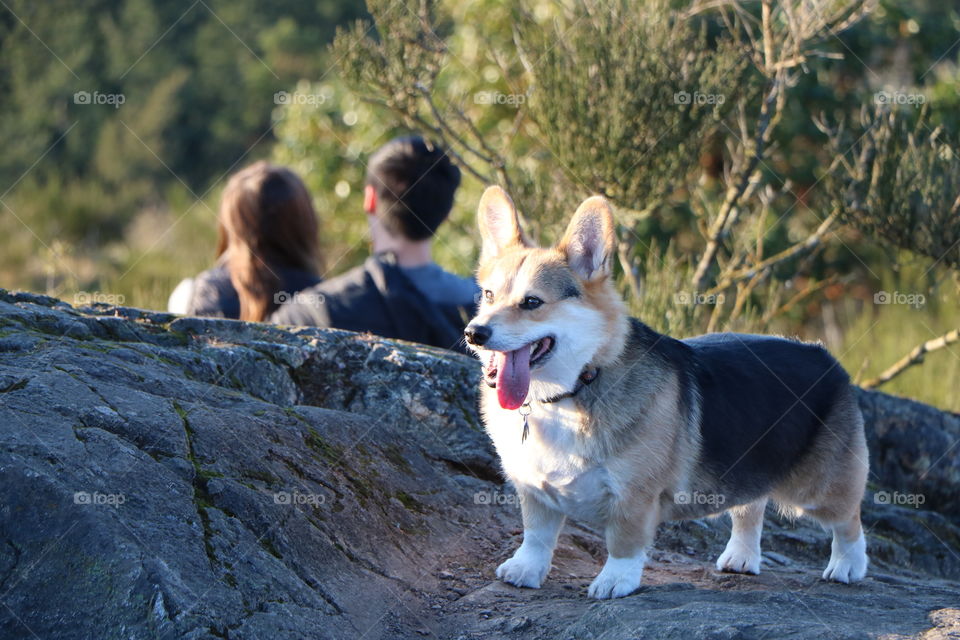 Very happy dog on the rocks watching sunset