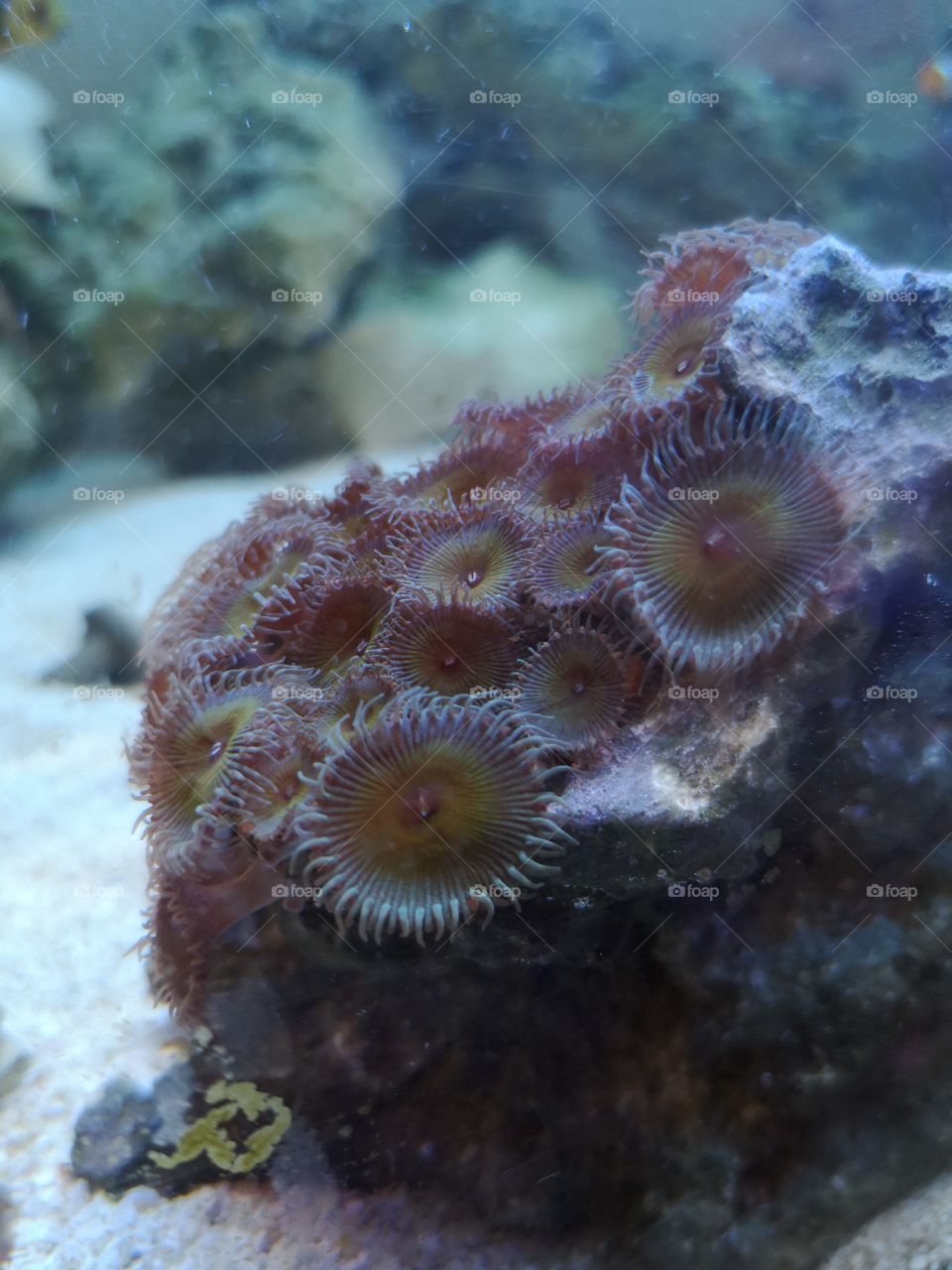 Beautiful Live Coral