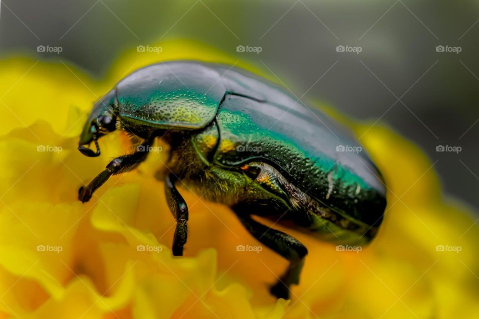 Green bug at the yellow flower