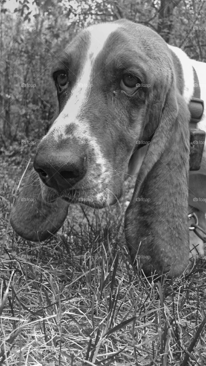 Duncan. this is a close up of my Basset Hound, Duncan.