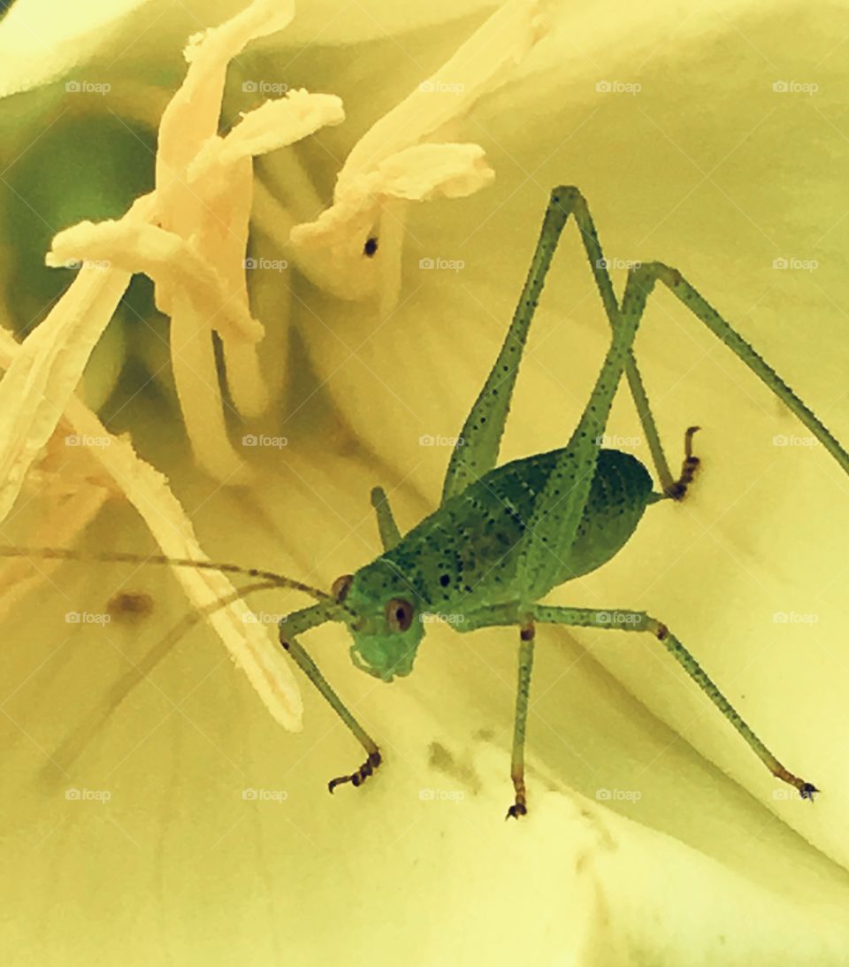 This striking whimsical grasshopper with its spindly legs, corkscrew feet and wide big red eyes sits nestled within a soft yellow flower, crouched in ready to leap off to intriguing untold adventures. 
