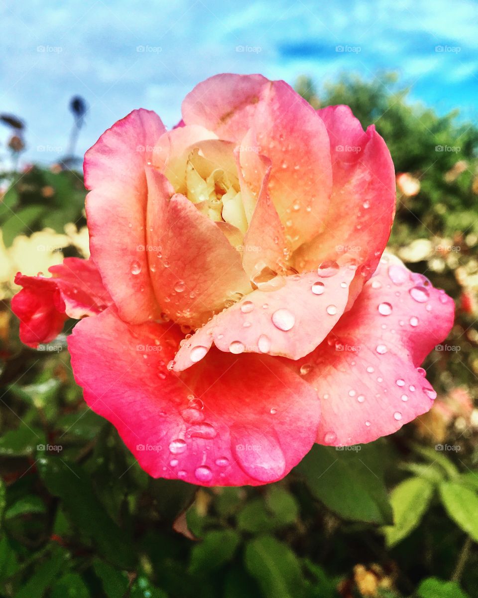 FOAP MISSIONS - One of the most beautiful flower photographs of 2019 was this rosebush with dripped petals. And live nature! / Uma das fotografias de flores mais bonitas de 2019 foi a desta roseira com pétalas gotejadas. E viva a natureza!