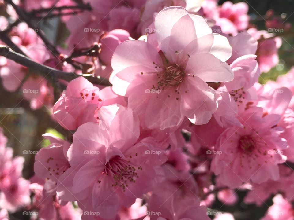 Beautiful spring blooming 