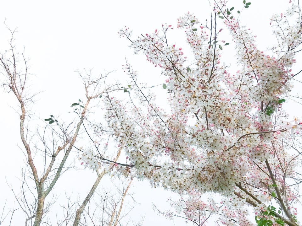 Flowers of pink shower tree (Cassia bakeriana Craib) or wishing tree