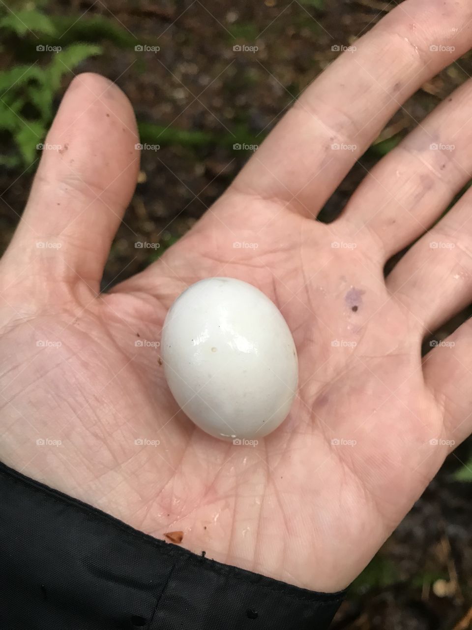 Wild birds egg