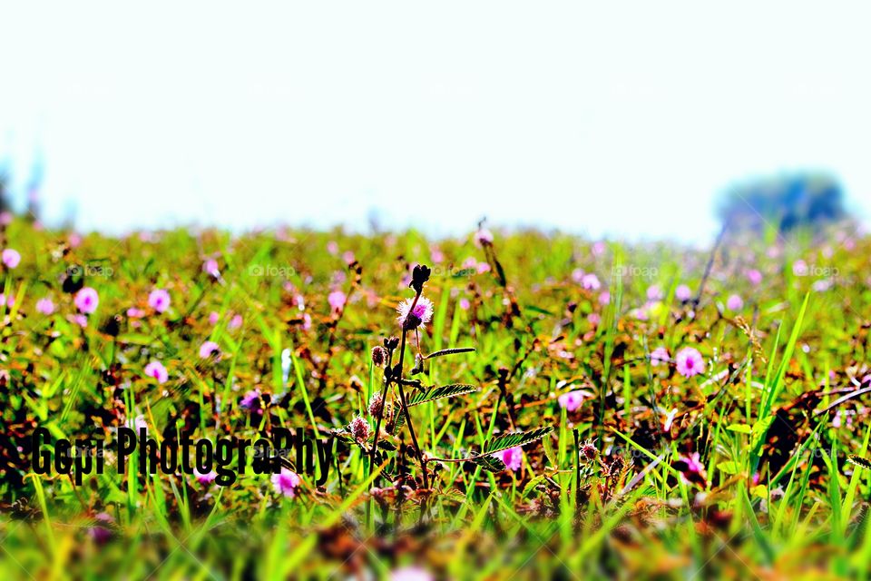 Landscape try with nature's beauty through my ViewFinder and got t well . Flower's are always one of Major excellence by nature that's stood me to get t right well by my ViewFinder Better.Small Things Could breeze u out by it's Elegance...I felt t well ..that's y I got t well by my ViewFinder of 700D