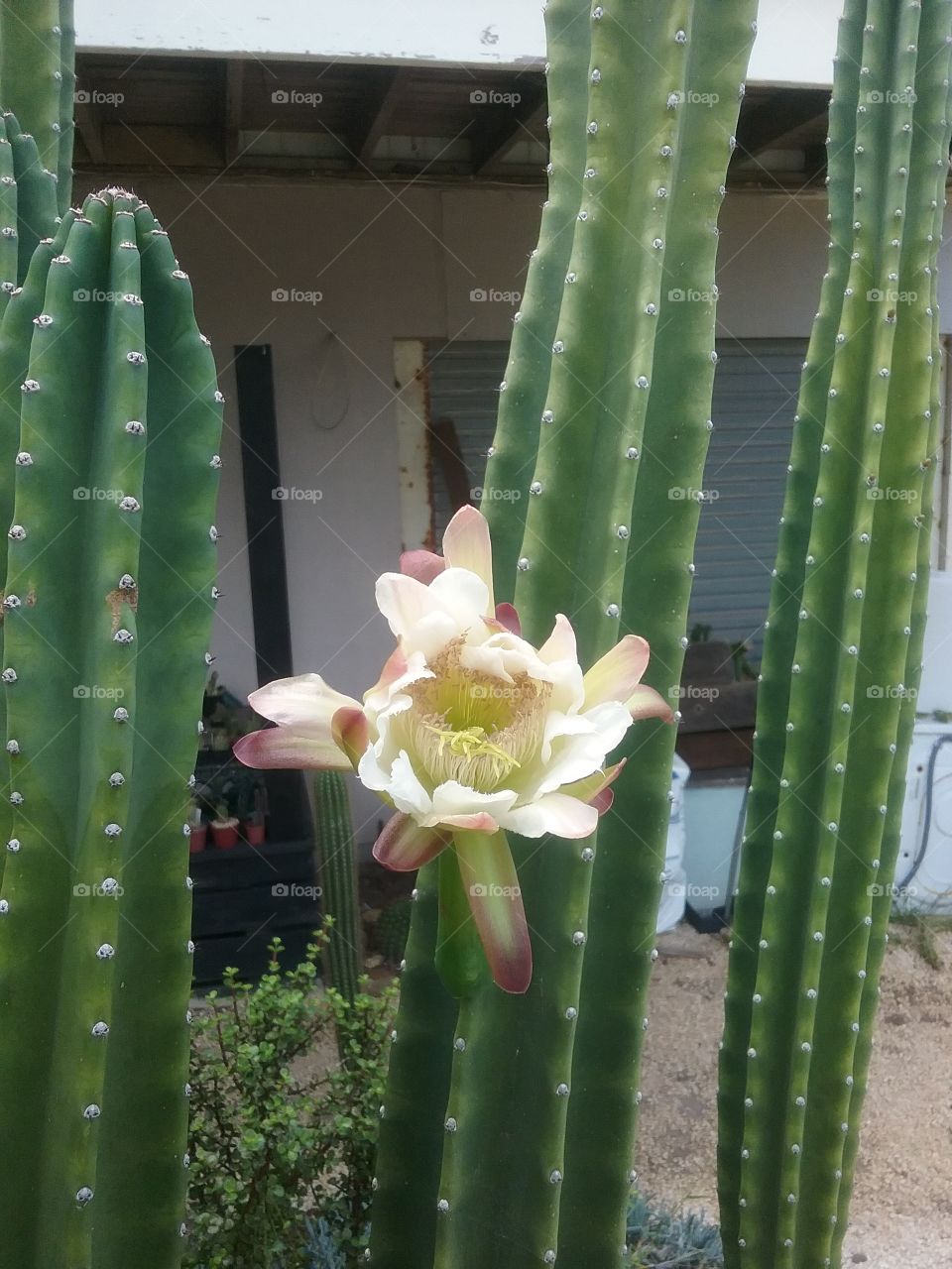 Cereus lamprospermus subsp. colosseus