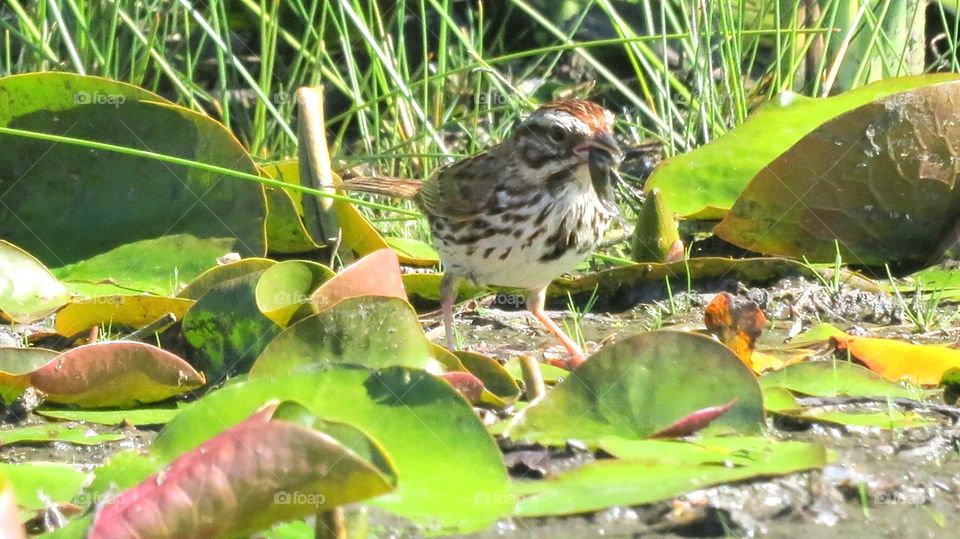 Wren feeding in the pond