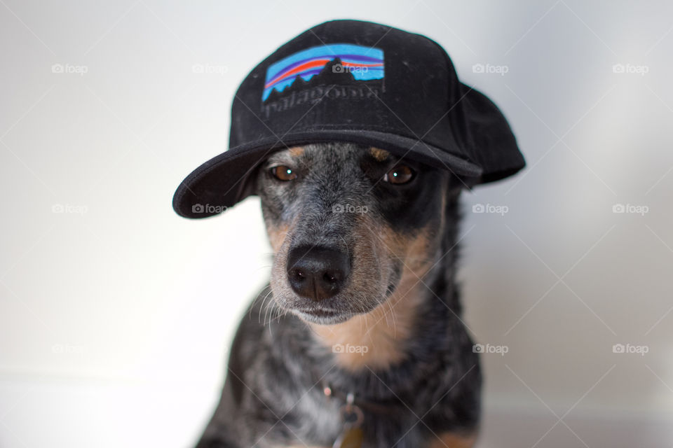 Australian cattle dog, Patagonia, hat