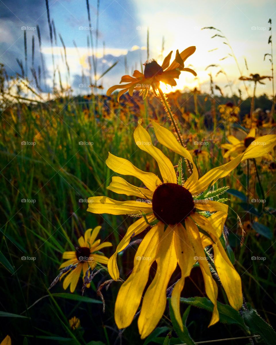 FlowerBlack eyed Susan