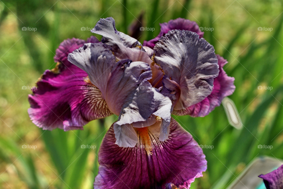florence italia iris flower florence lovely summertime by lgt41