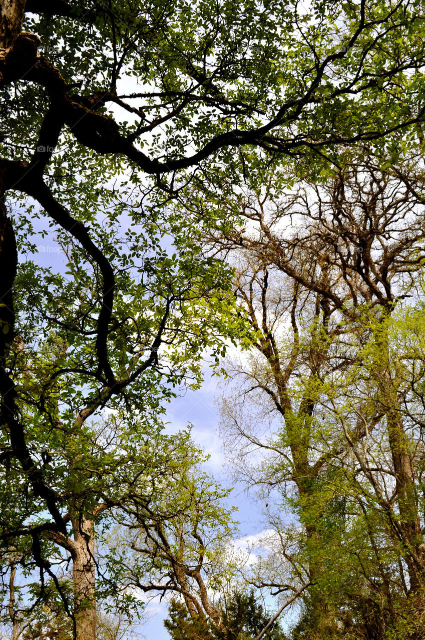 indiana trees branches by refocusphoto