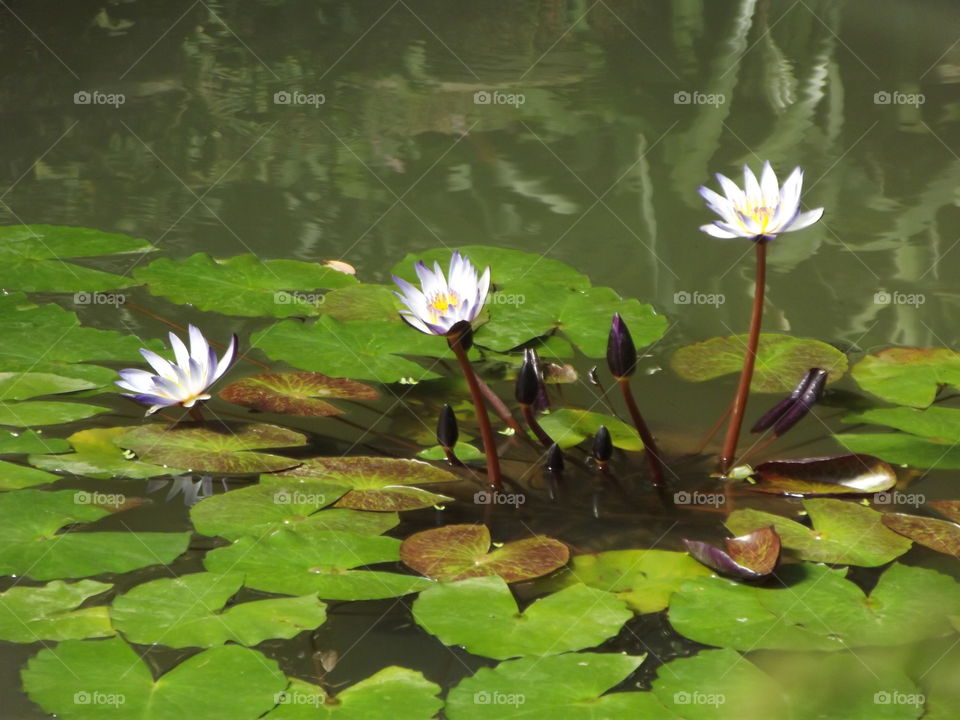 Three White Waterlilys