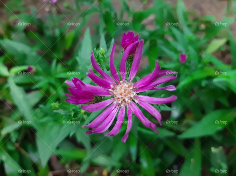 This is a one of beautiful flowers in my garden. Scientific name: Aizoaceae, Higher classification: Caryophyllales, Rank: Family.