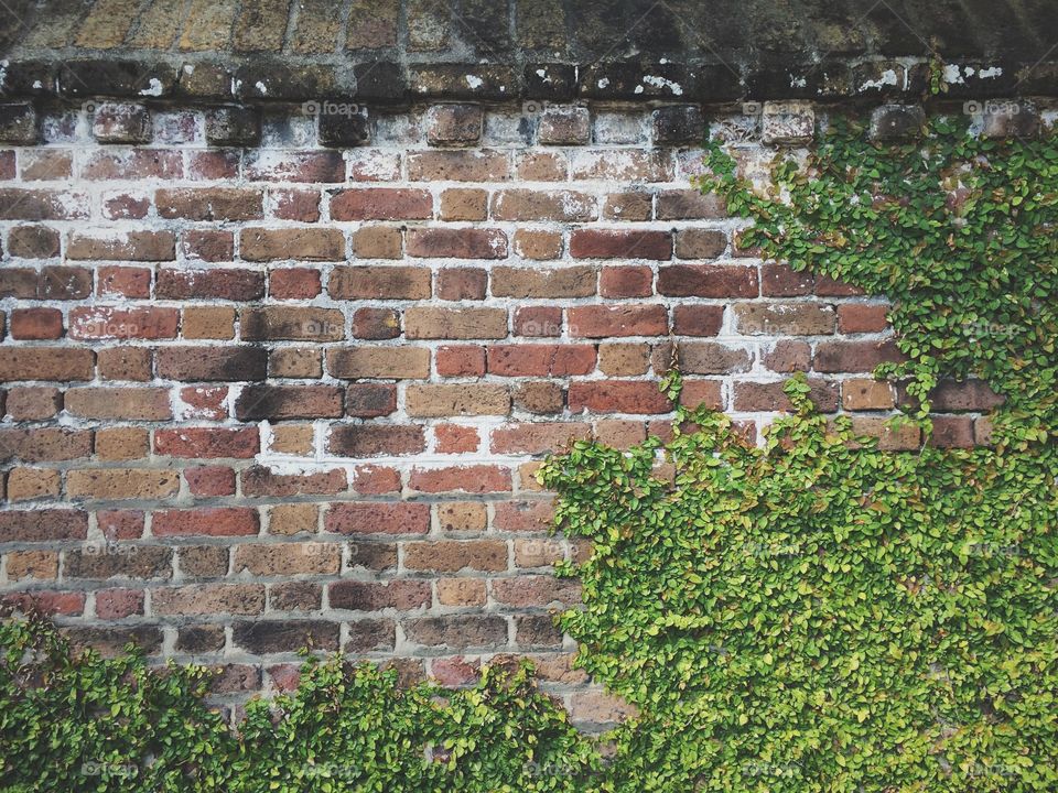 Bricks & Ivy. Bricks & Ivy