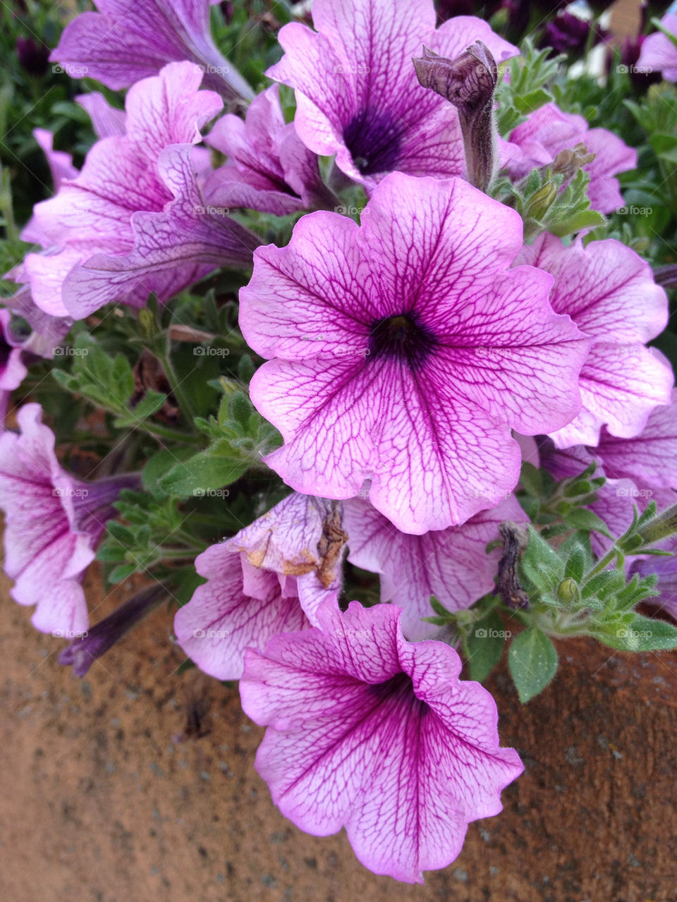 flowers garden plants purple by carina71