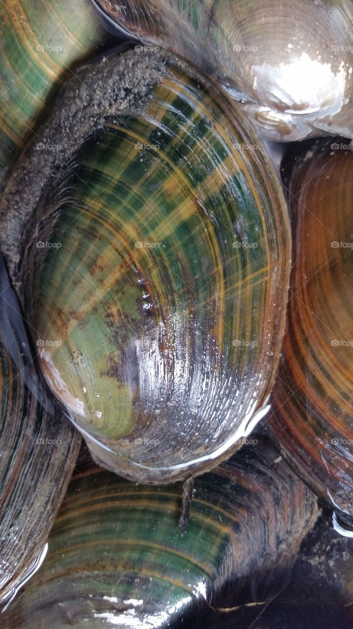 sea shell