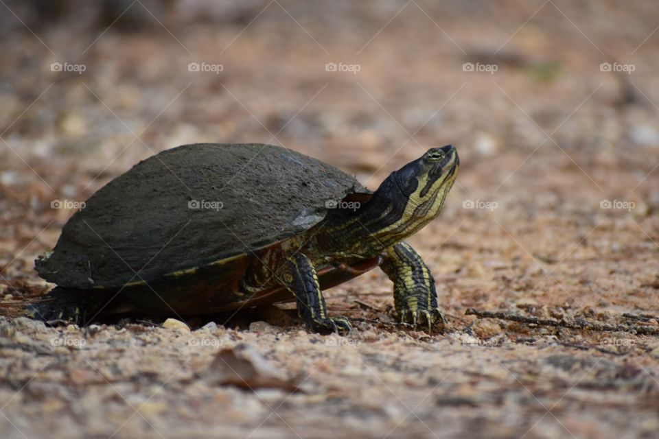 Turtle in the garden 
