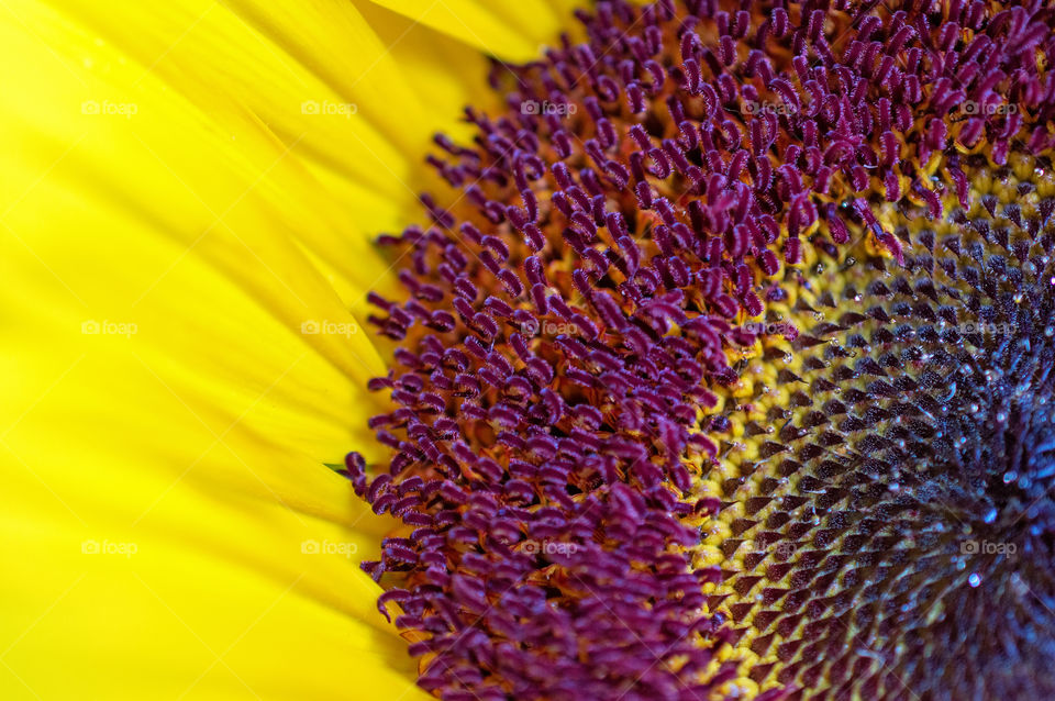 Close-up of sunflower