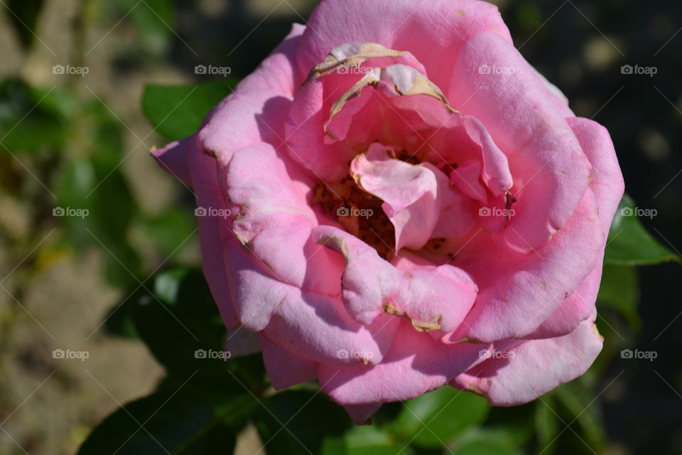 pink rose