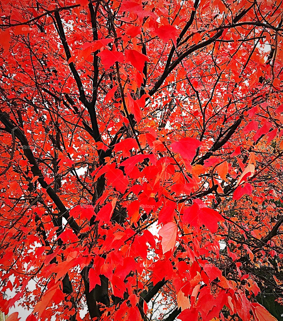 Red fall