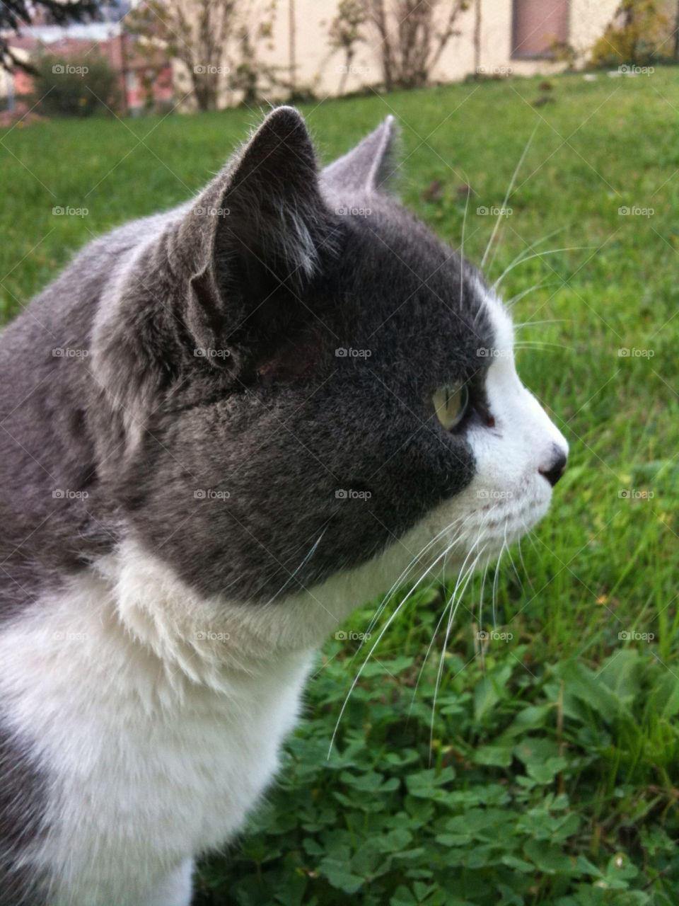 italy arezzo r.i.p. macchietta by babie