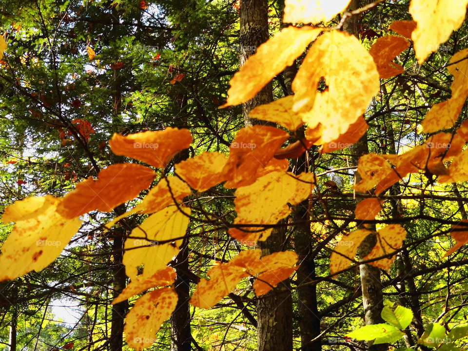 Forest in Vermont