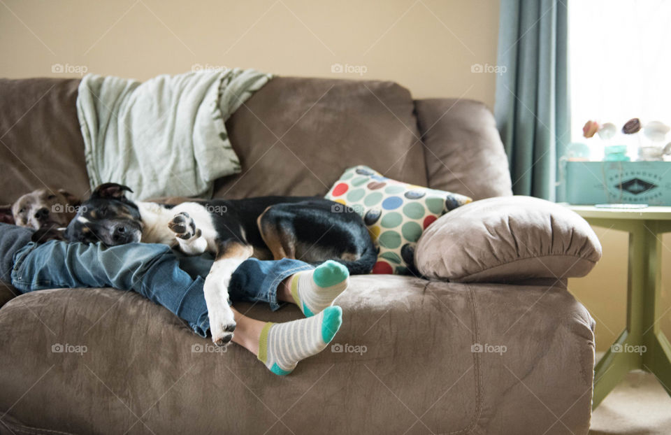 Child's feet with socks on hanging off of a sofa couch with dogs laying on his legs