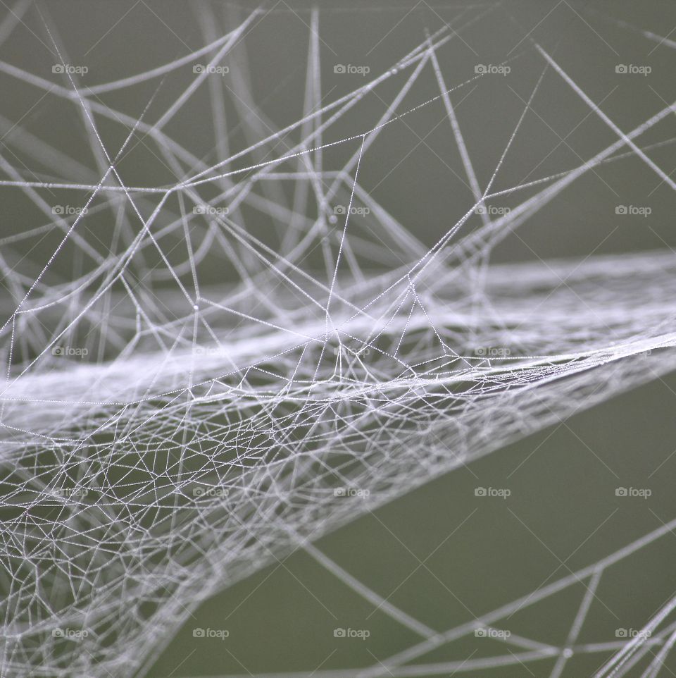 Morning Dew on a Spider Web