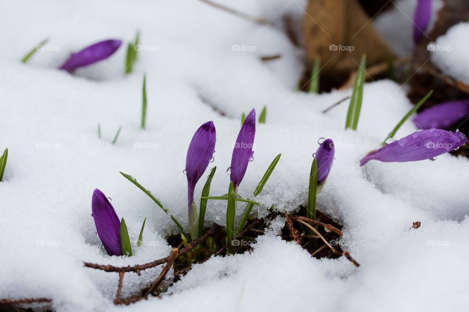 Crocus bud growing in winter