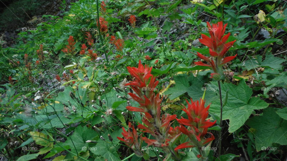 Indian Paintbrush