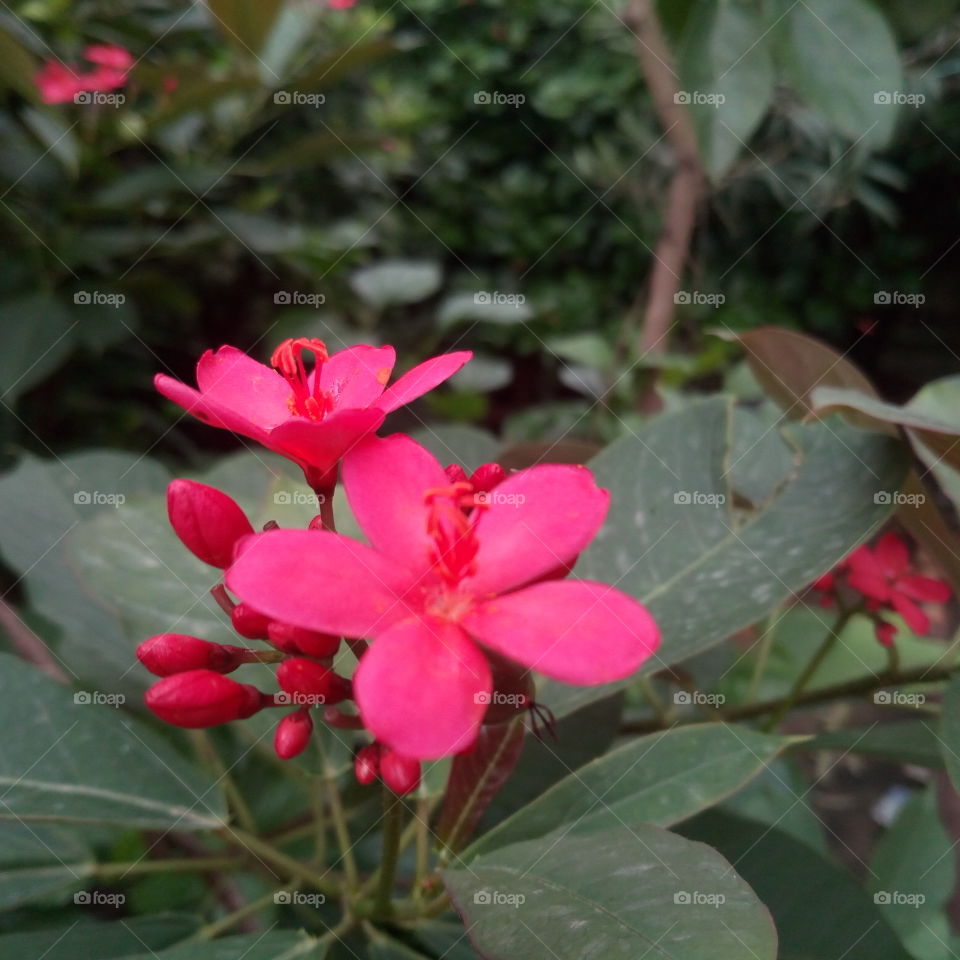 blur background,leafs,Flower Kaner