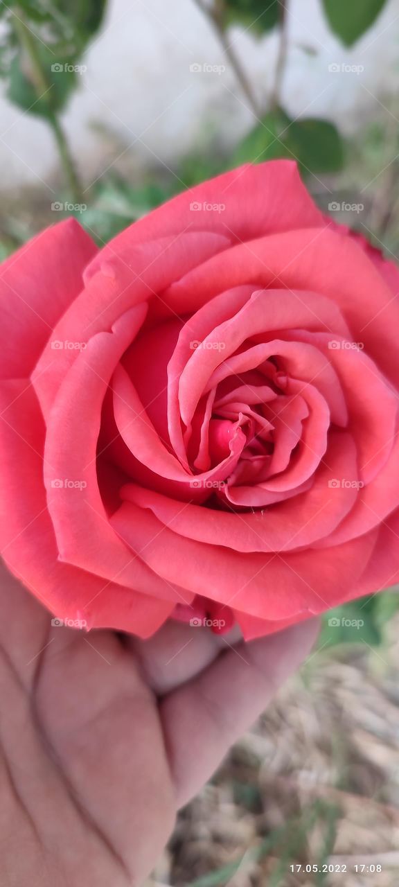 nice rose