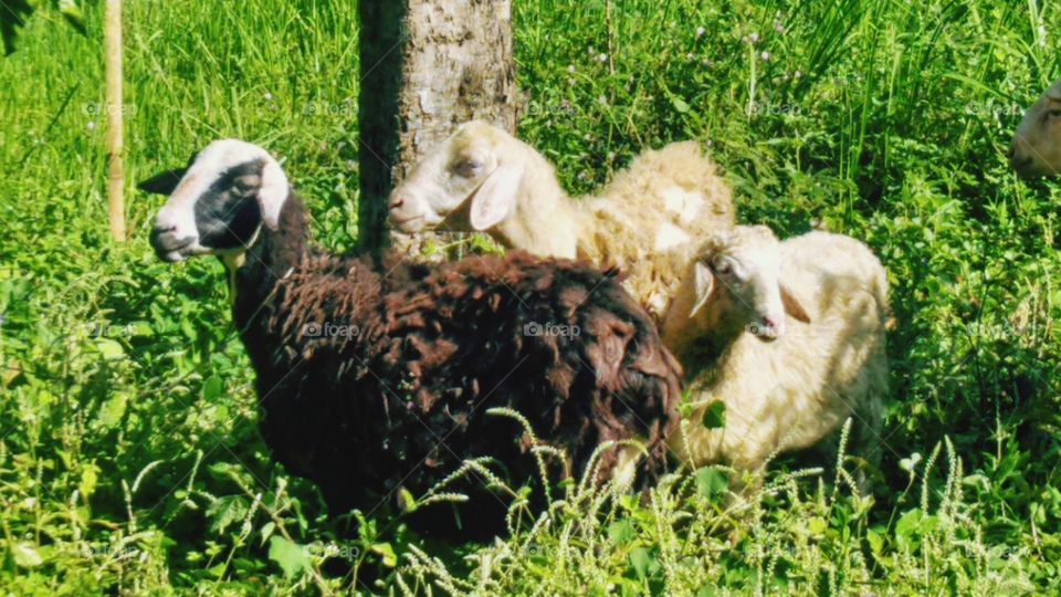 Javanese sheep in the wild