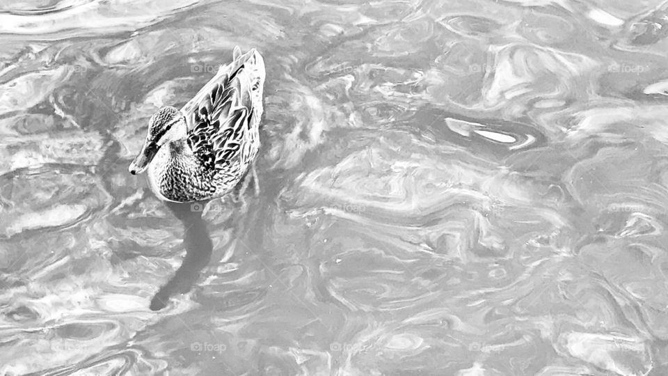 Gorgeous family of resident ducks out for a swim on the beautiful sunny day at the beach!