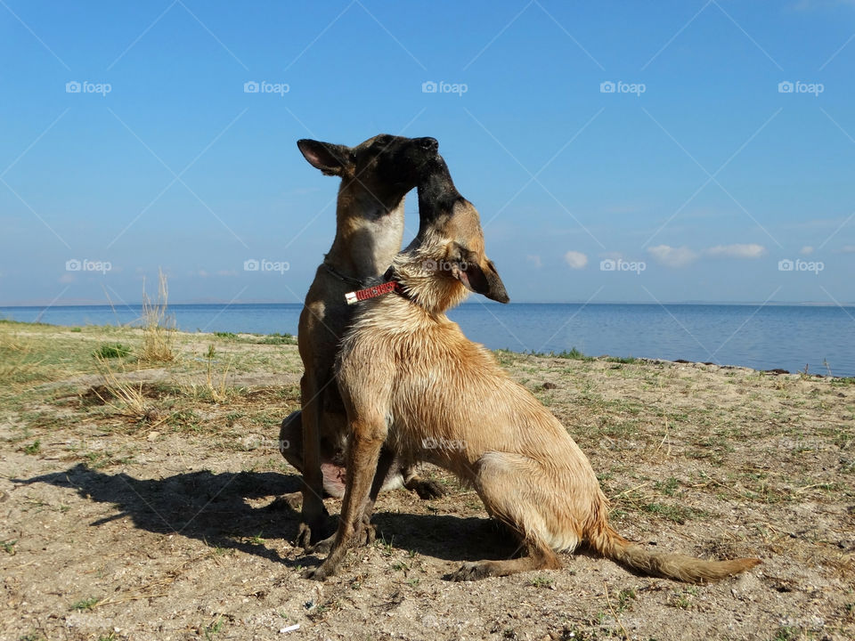 Dogs shepherd malinois