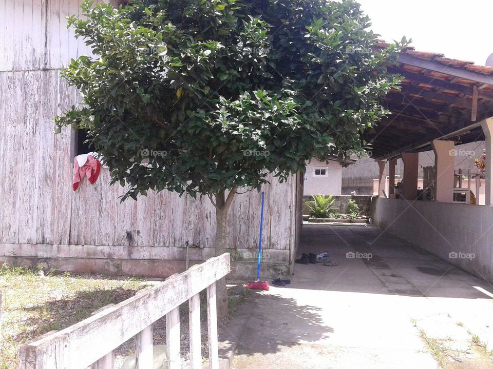 House, Tree, Architecture, Building, Wood