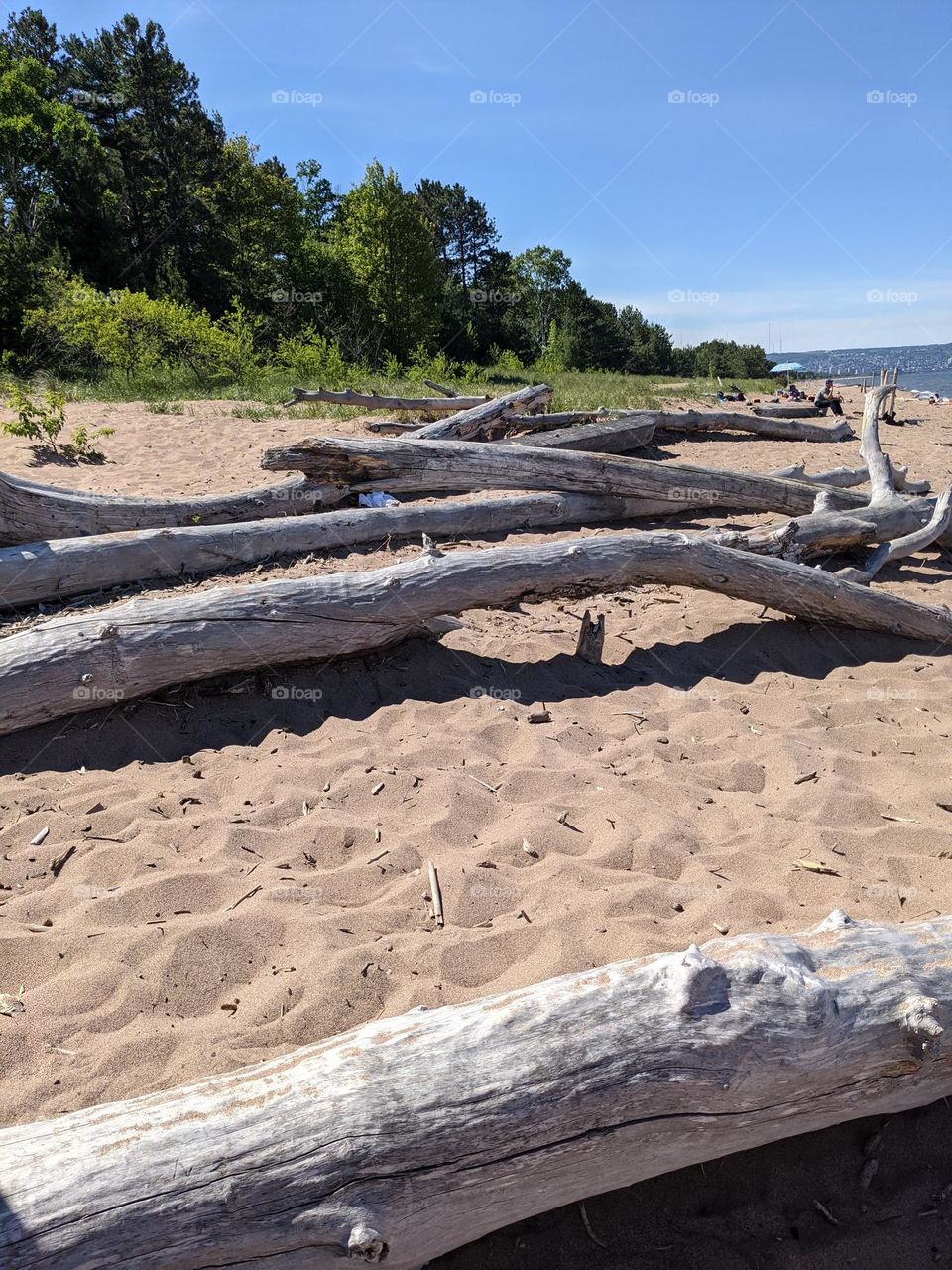 Drift wood on the beach