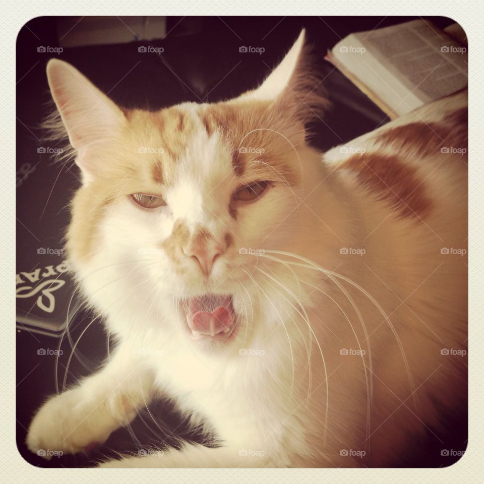 Kitty yawn 