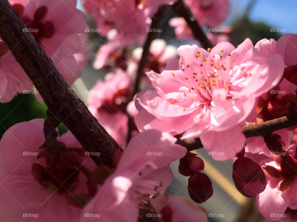 Beautiful spring blooming 