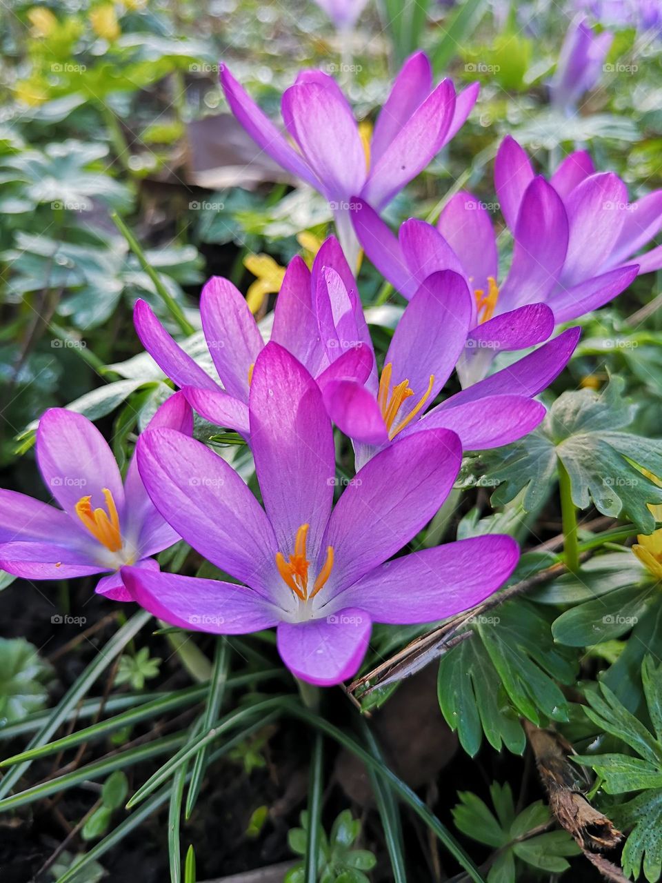 Erste Frühling Blume