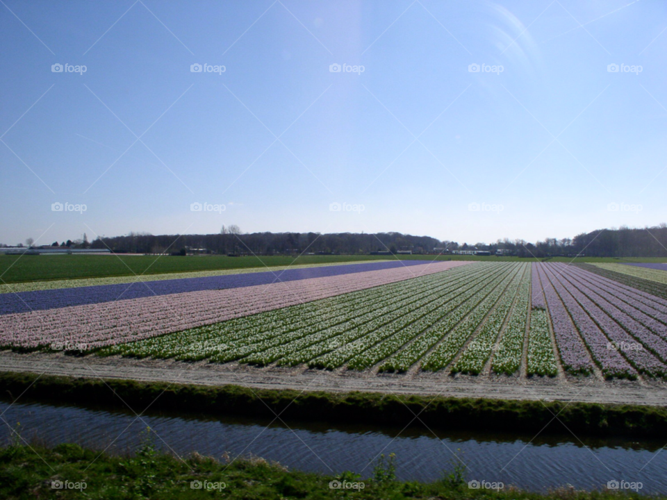 flowers field tulips holland by ollicres