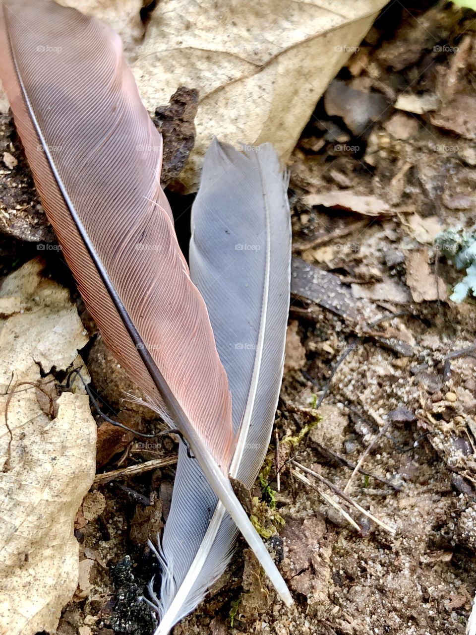Cardinal feathers on ground 