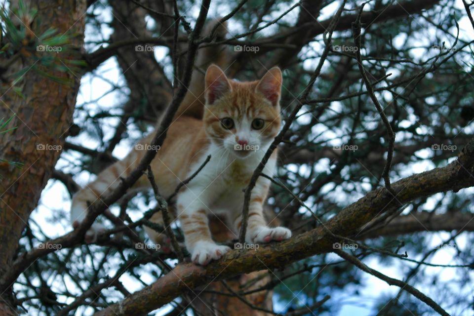 Cat in tree