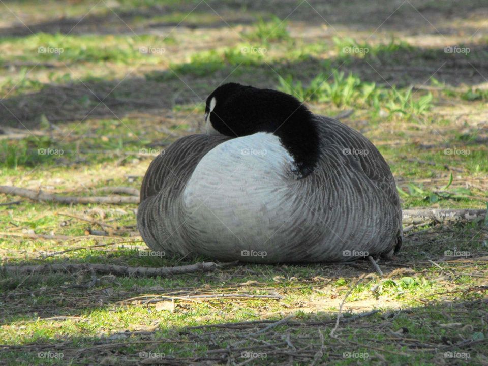 Goose resting