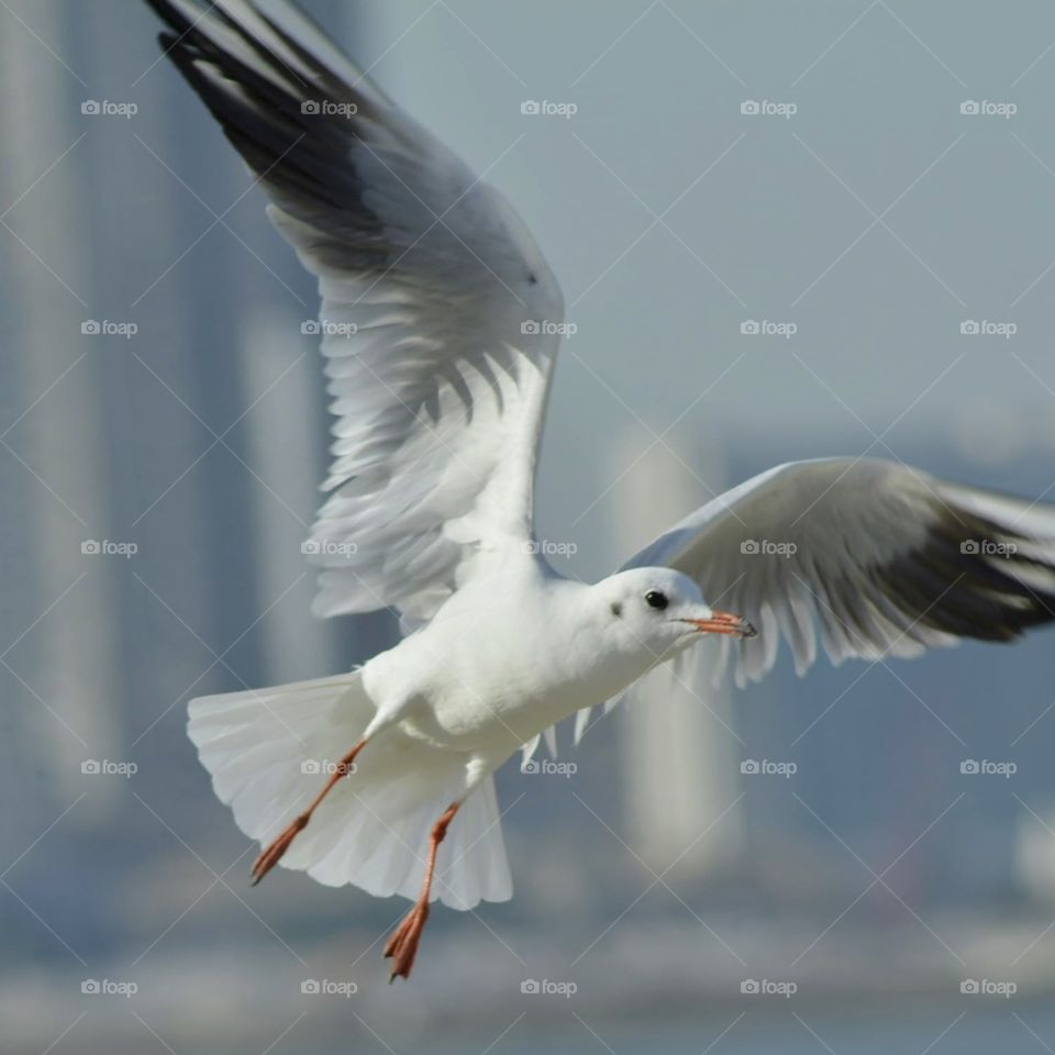 sea gull inflight getting ready to land.This was shot at Bahrain.