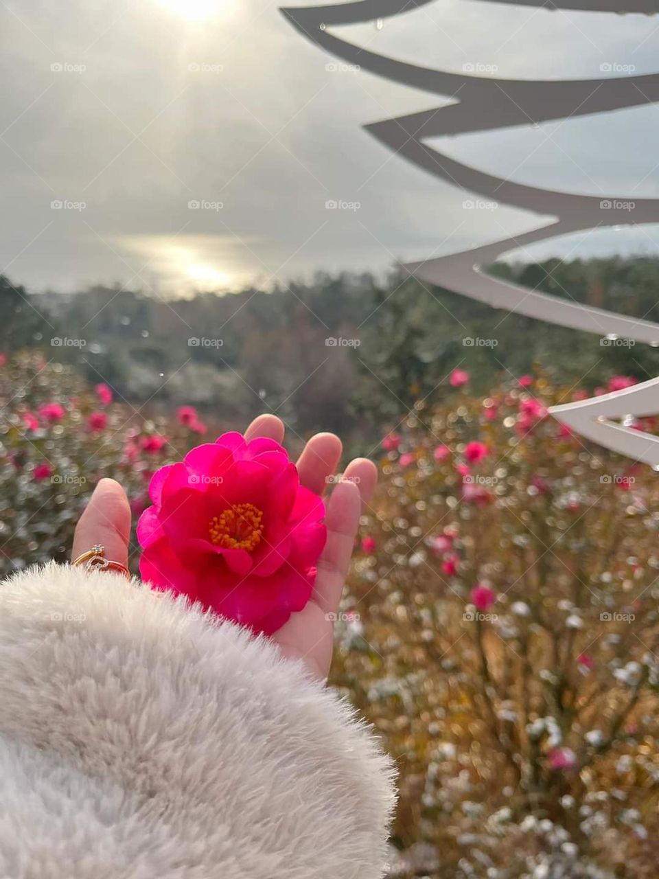 Single beautiful flower