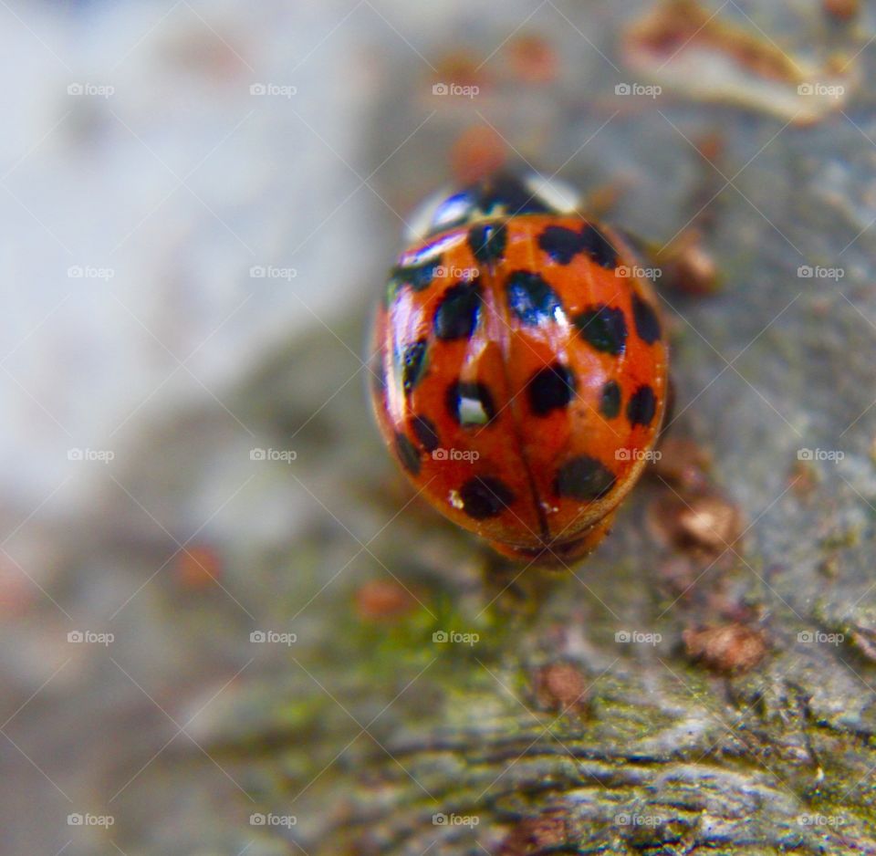 Ladybug closeup 