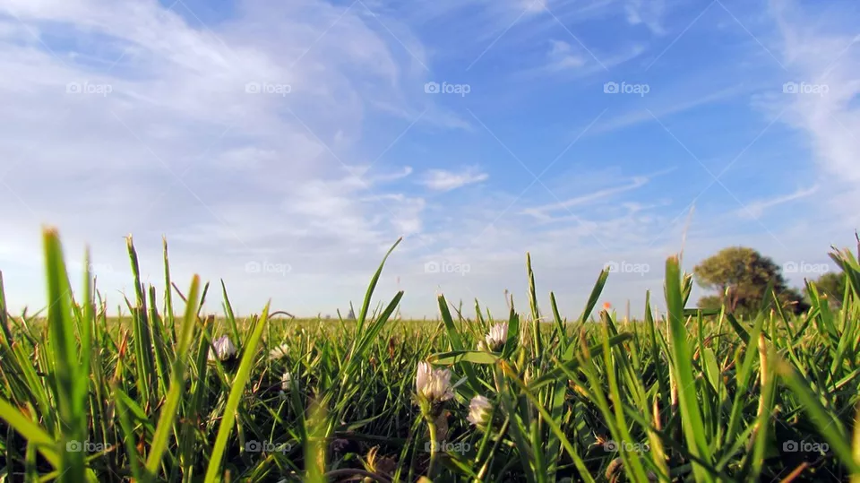 field