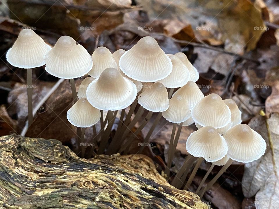 Toadstools in the woods